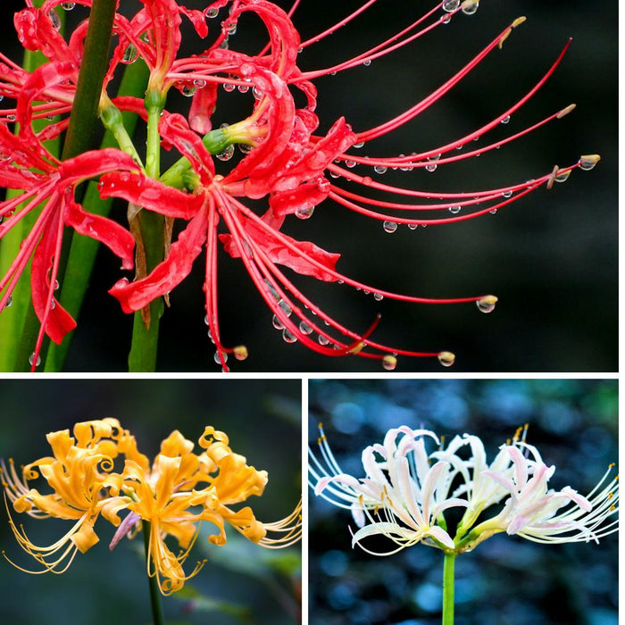 Lycoris trio of flowers: red, yellow, white