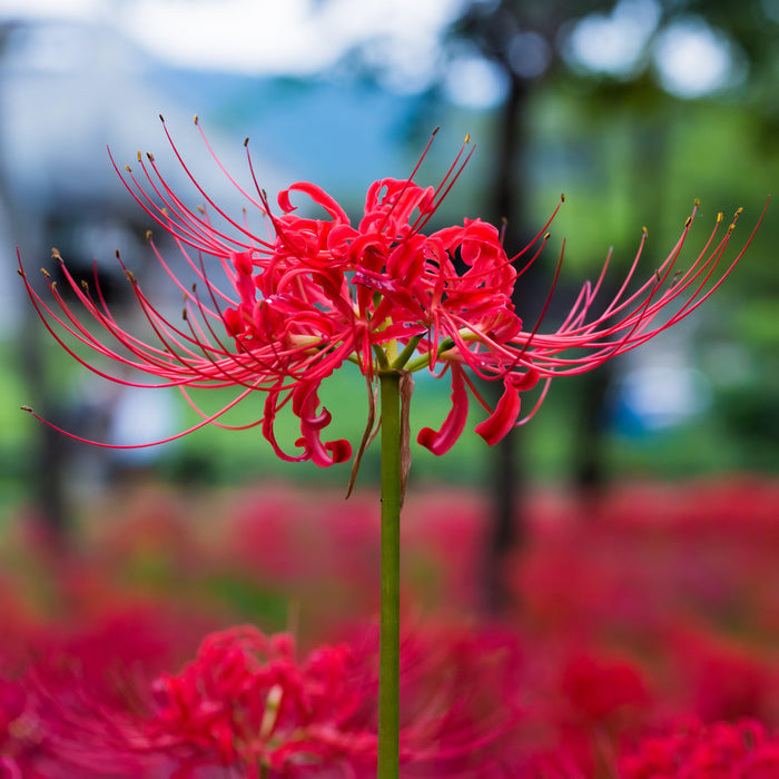 Red Lycoris