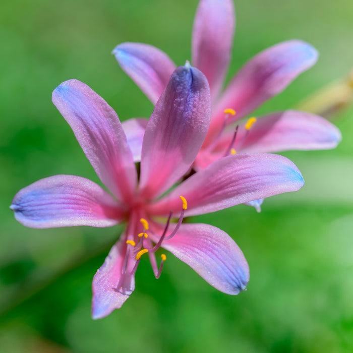 blue and pink lycoris blooms