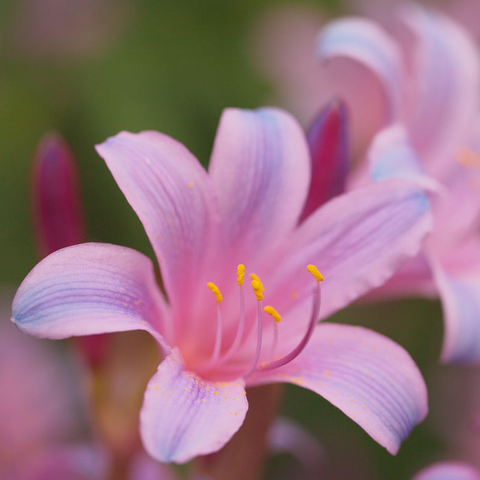 Electric Blue Lycoris