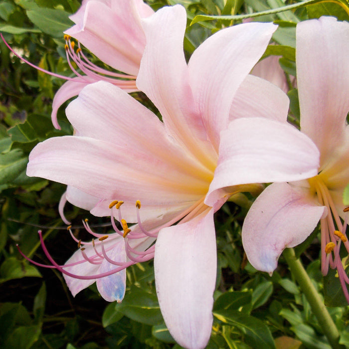 Pink Spider Lily Bulb Flower Closeup
