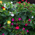 multi-colored flowers of the Mirabilis plant