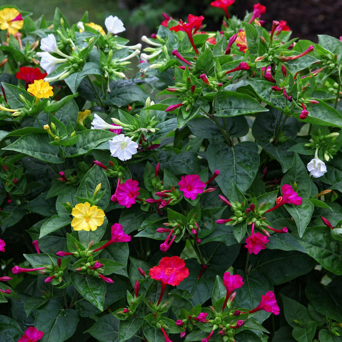 multi-colored flowers of the Mirabilis plant