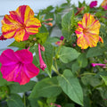 Mirabilis flowers in yellow and pink stripe