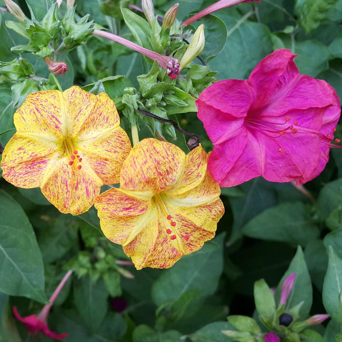 Mirabilis flowers in yellow and pink with spotting