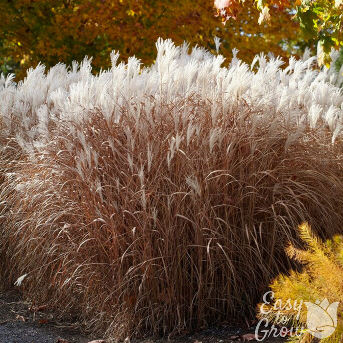 Miscanthus Purpurascens Grass in autumn