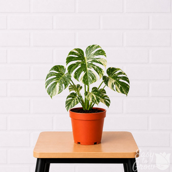 Monstera Thai Constellation in a grower pot on a stool