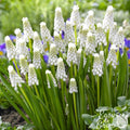 white flowers of Muscari Siberian Tiger in the garden