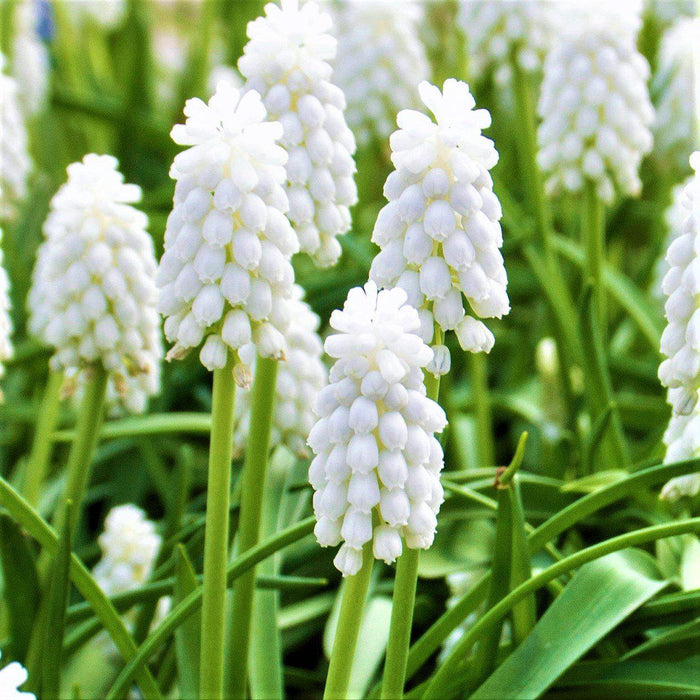 close up of siberian tiger muscari flower