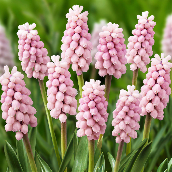 Muscari - Grape Hyacinth Skylight Mix