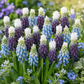 mix of blue and purple muscari