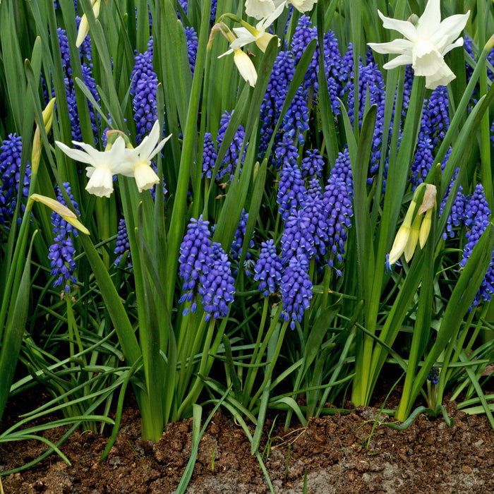 Muscari & Narcissus - Serenity Blend