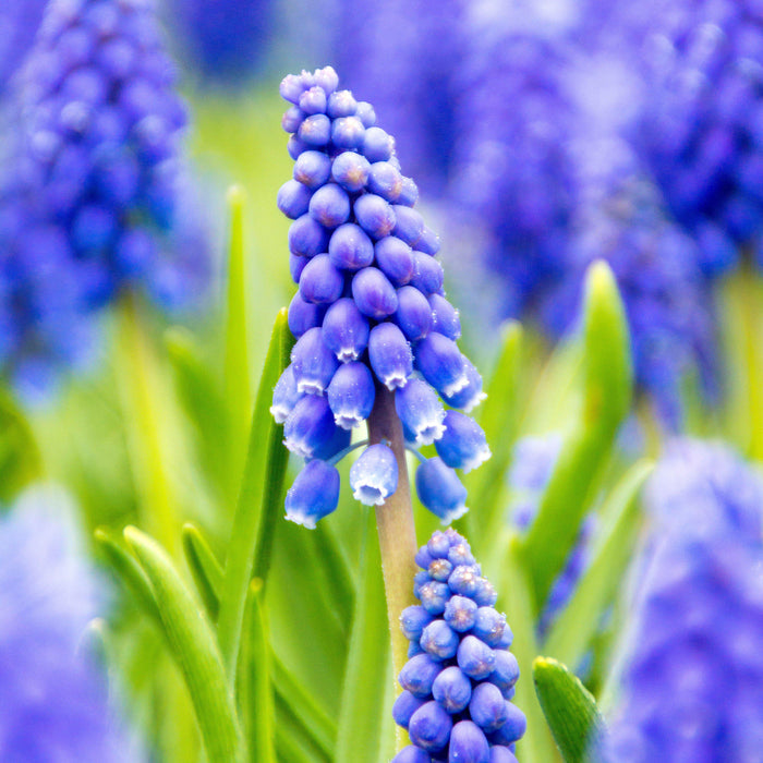 Muscari & Narcissus - Serenity Blend
