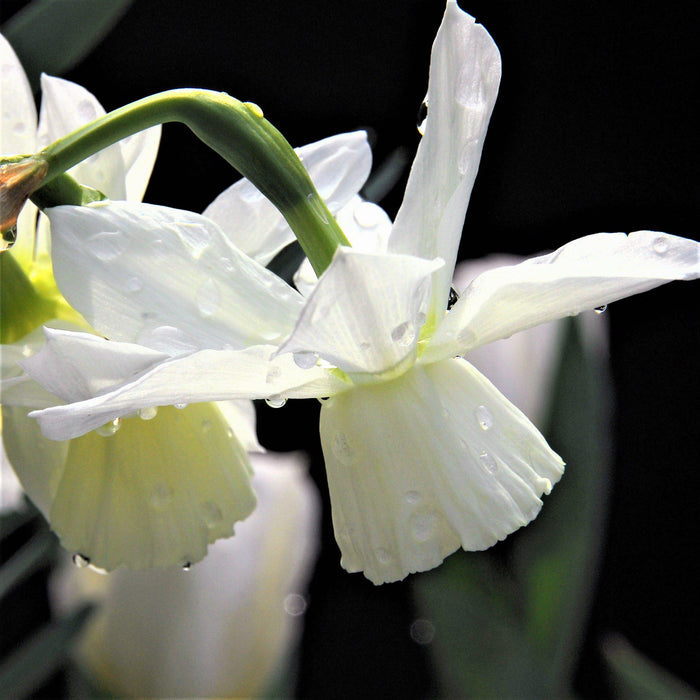 Muscari & Narcissus - Serenity Blend