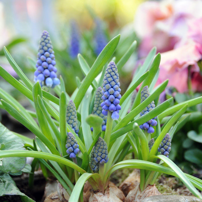 Muscari & Narcissus - Serenity Blend