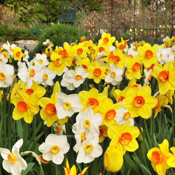 Mixed Narcissus Blooms
