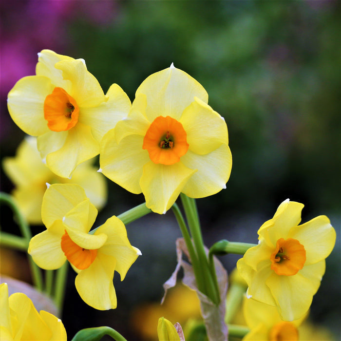 Soft Yellow and Bold Orange Narcissus Blooms