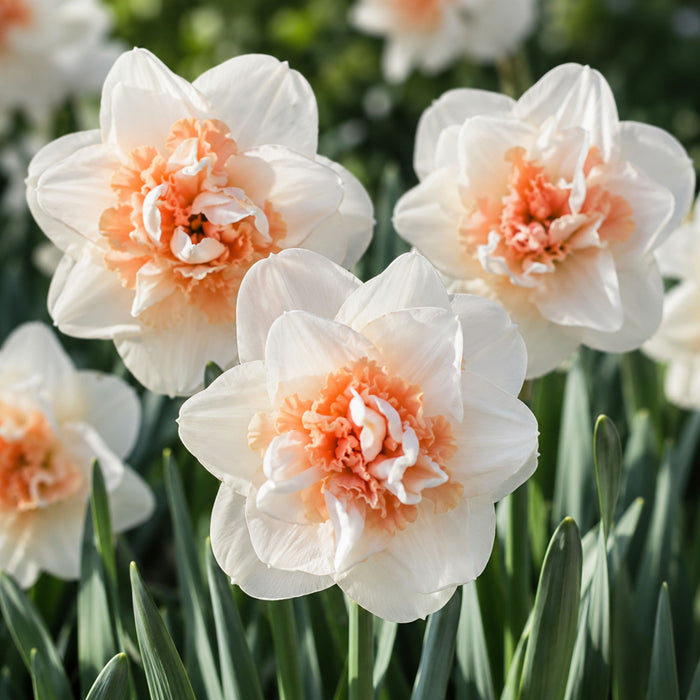 Narcissus double blooms in white and cream