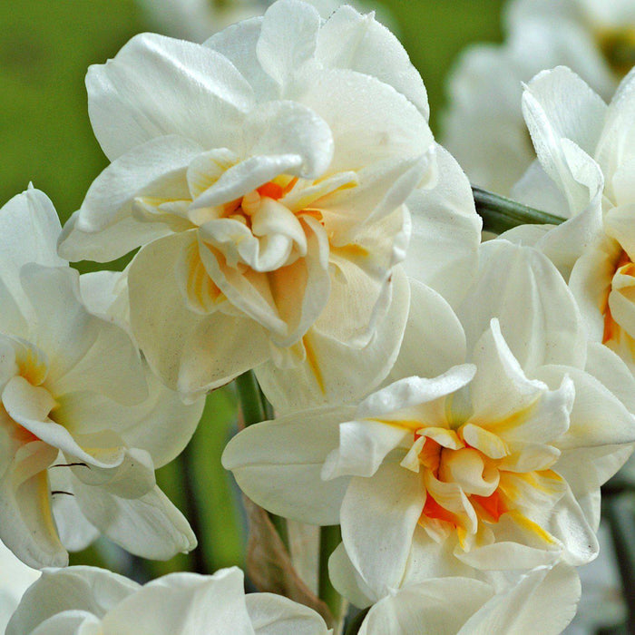 White and Light Orange Daffodils