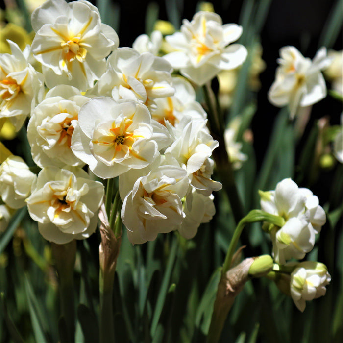 Fluffy White Sir Winston Churchill Daffodils