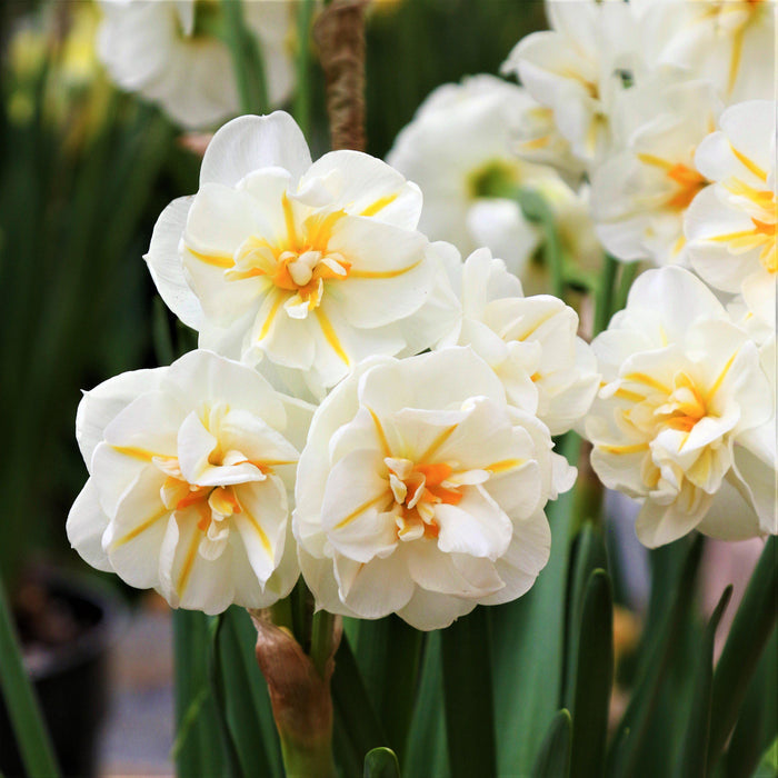 A Trio of Narcissus Sir Winston Churchill