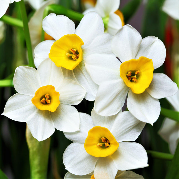 White and Yellow Daffodils