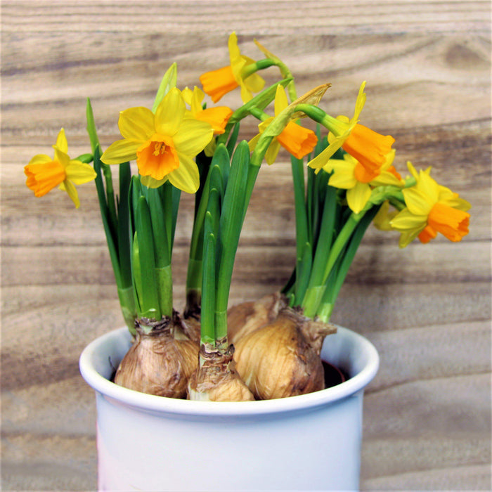 Yellow and Orange Potted Daffodils