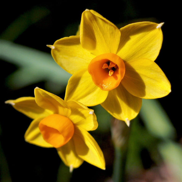 Bright Yellow and Orange Narcissus