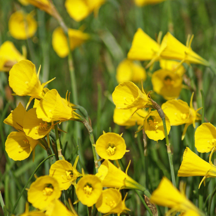 Yellow Cup-Shaped Flowers