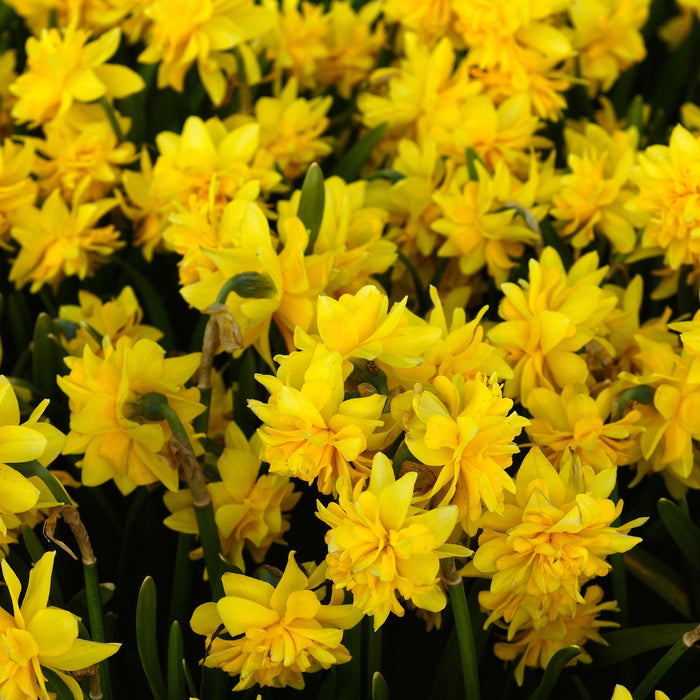 A Field Full of Sunny Yellow Daffodils