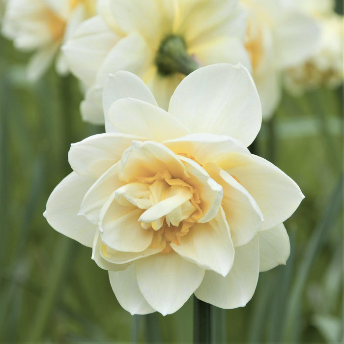 Cream Colored Narcissus White Lion