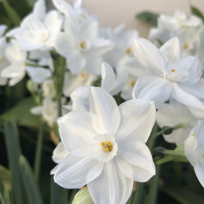 Narcissus - Paperwhite Ariel (17+ cm)