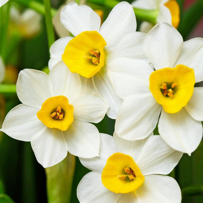 Wintersun Paperwhites