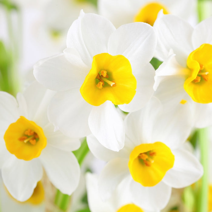 Wintersun Paperwhites