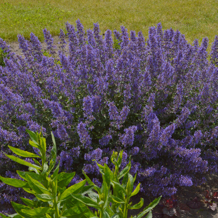 Bouquet of purple flowers with green leaves on a blurred background