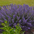 Bouquet of purple flowers with green leaves on a blurred background