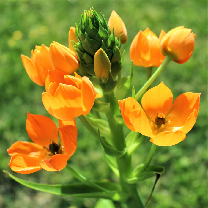 orange Ornithogalum
