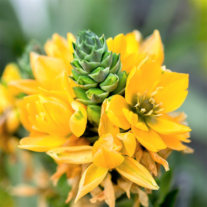 yellow Ornithogalum