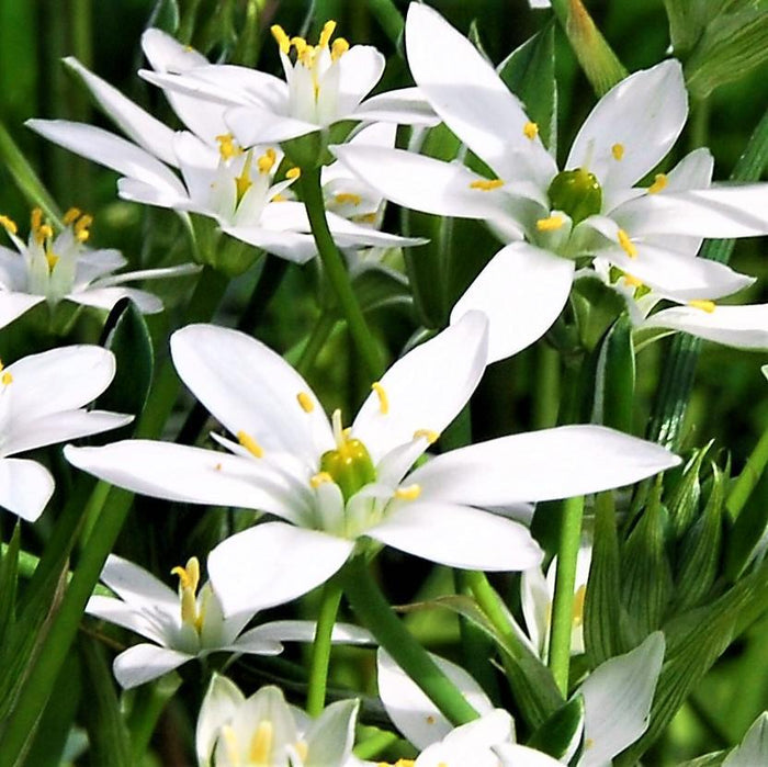 blooming star of bethlehem