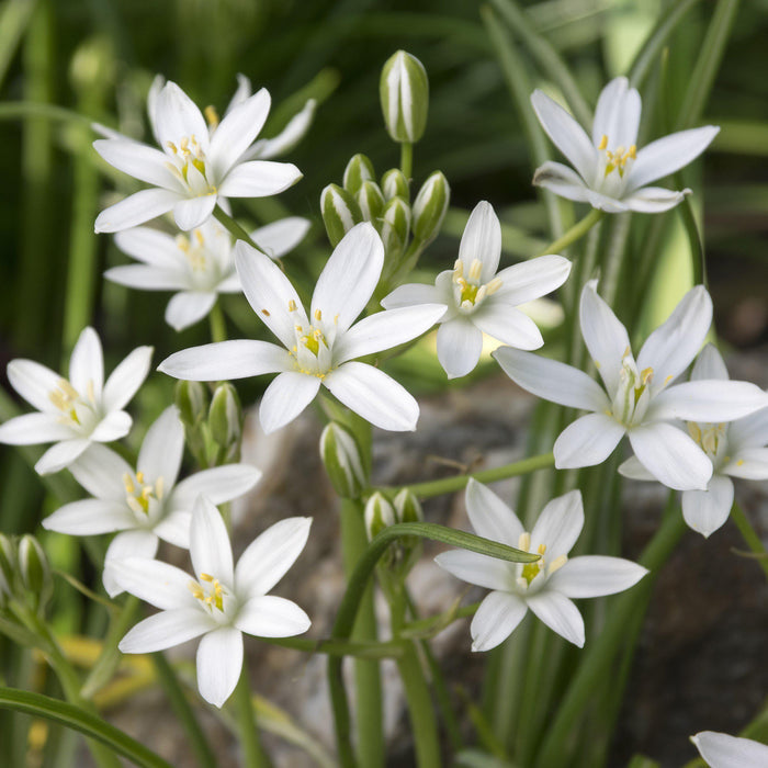 blooming star of bethlehem