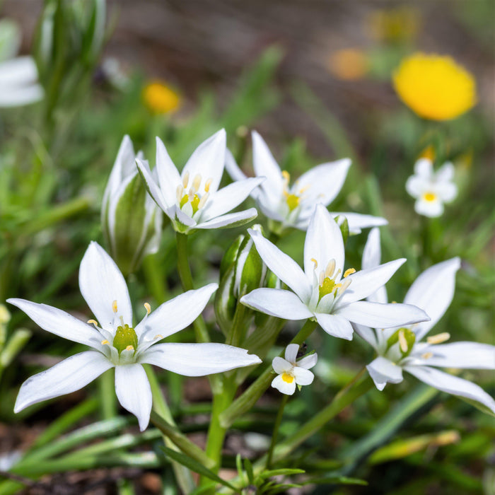 blooming star of bethlehem