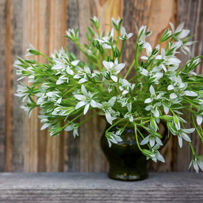 blooming star of bethlehem in vase
