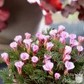 Captivating Flowers of the Autumn Pink Oxalis