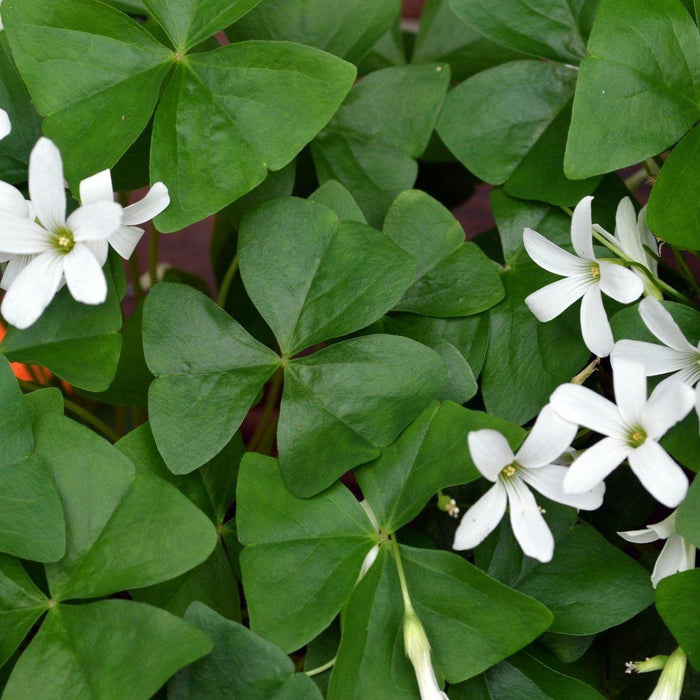 Leafy Green with Multiple White Flowers Oxalis Regnellii