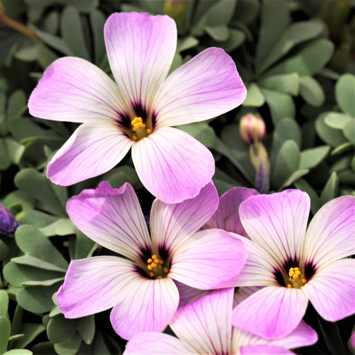 Full Blooming Pink and White Oxalis Adenophylla