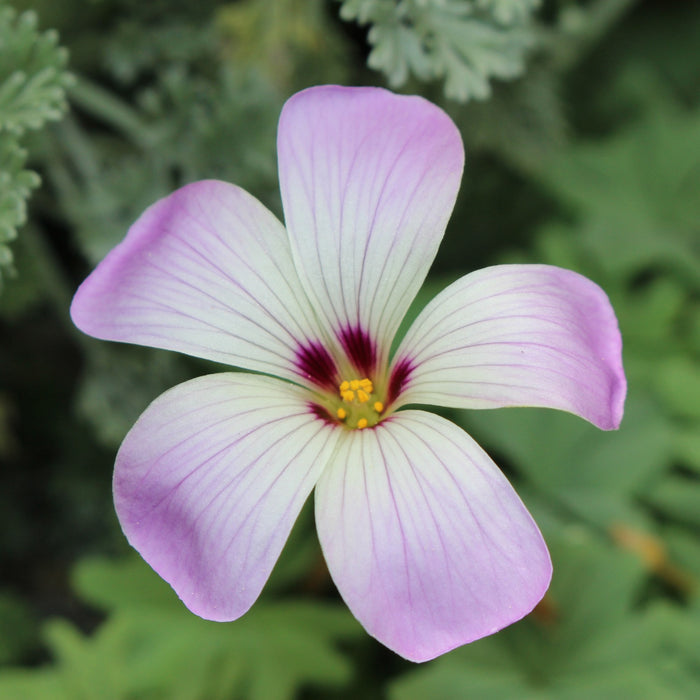 Oxalis - Silver Shamrock