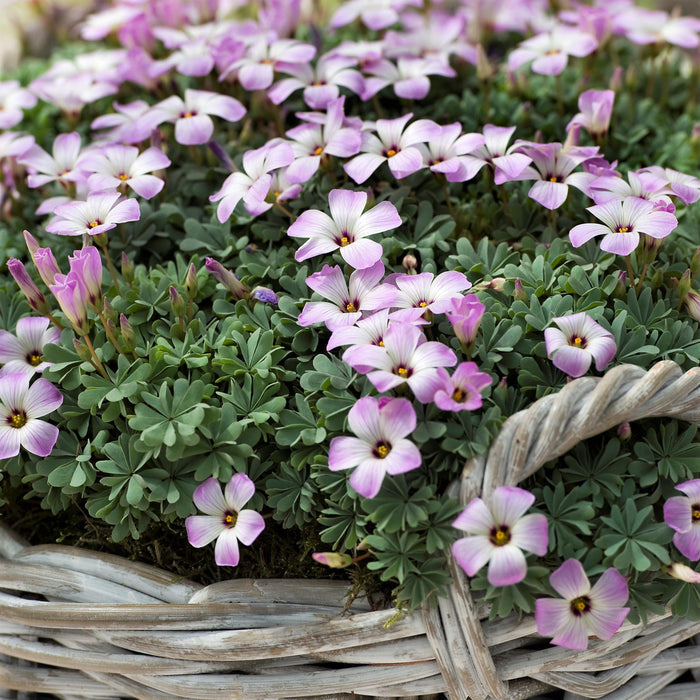 Basket Full of Oxalis Adenophylla
