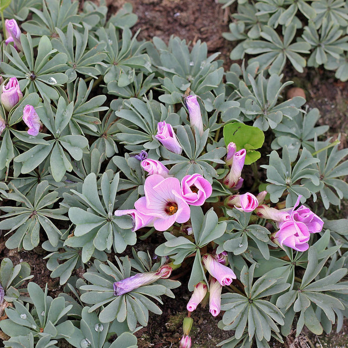 Oxalis - Silver Shamrock