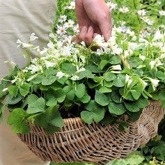 Oxalis - Triangularis and Regnellii Collection