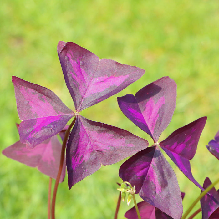 Oxalis - Triangularis and Regnellii Collection